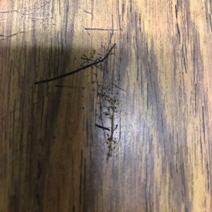 Meet your Posher, Monica