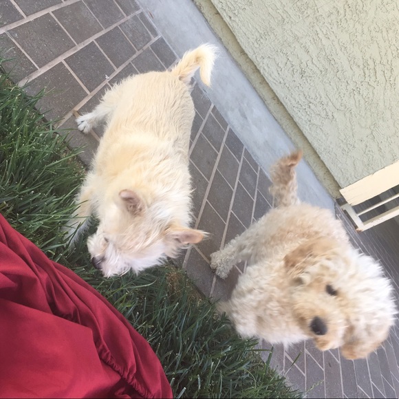 Meet your Posher, Jesenia - Picture 1 of 1