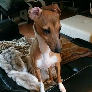 Meet your Posher, Josh