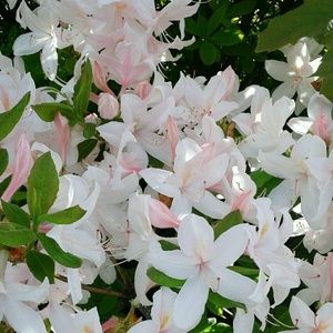 Meet your Posher, Glennis