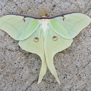 Meet your Posher, Devin