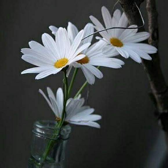 Not selling daisies. - Picture 1 of 1