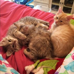 Meet your Posher, Natalie