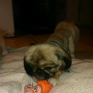 Meet your Posher, Donald