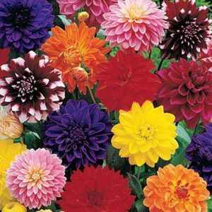 Meet your Posher, Maha