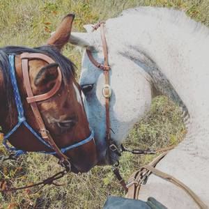 Meet your Posher, Haley