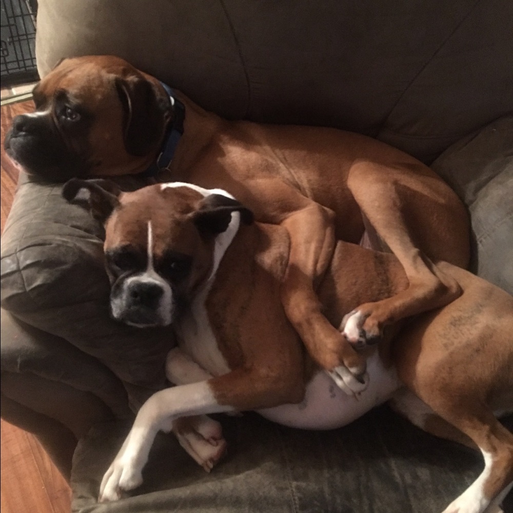 Meet your Posher, Sapphira