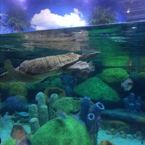 Meet your Posher, Katia