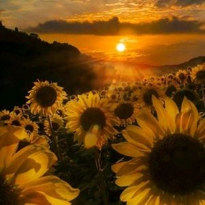 Meet your Posher, Sierra