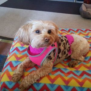 Meet your Posher, Sherry