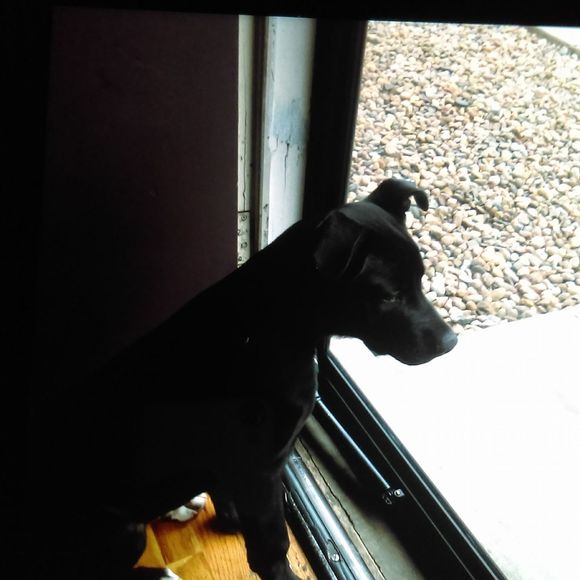 Meet your Posher, Cobby - Picture 1 of 1