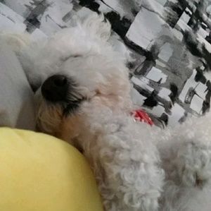 Meet your Posher, Robert