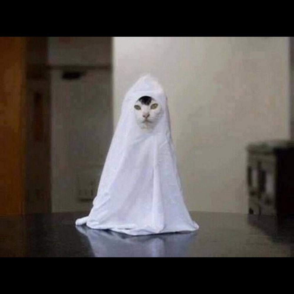 Meet your Posher, Faith