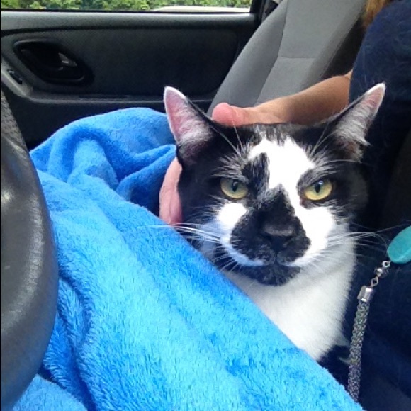 Meet your Posher, Suzette - Picture 1 of 1