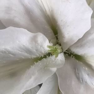 Meet your Posher, Hoang