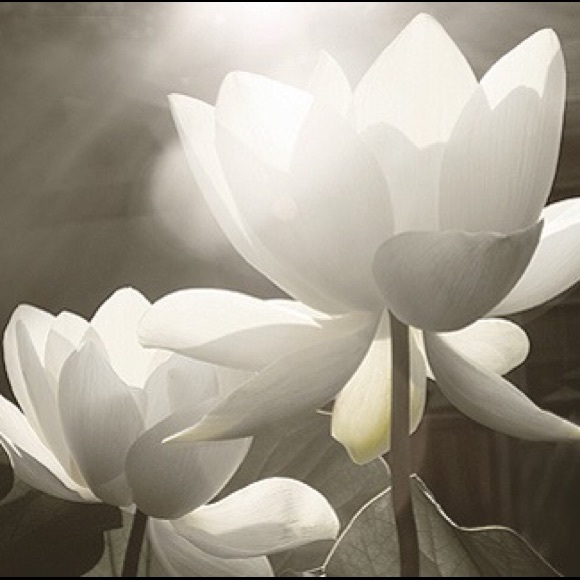 Meet your Posher, Lien - Picture 1 of 1