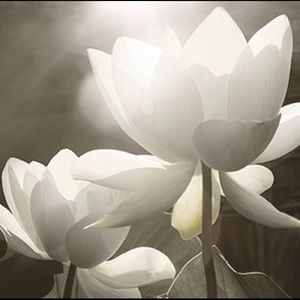 Meet your Posher, Lien