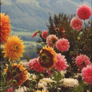 Meet your Posher, Jade