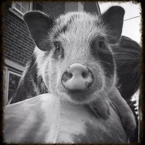 Meet your Posher, Michelle