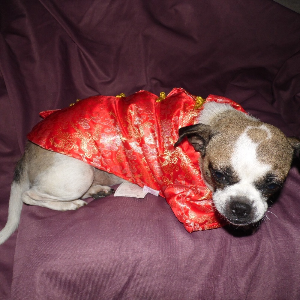 Chinese inspired Doggie Jackets size 4 and 5