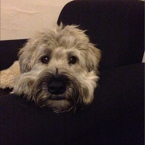 Meet your Posher, Carla