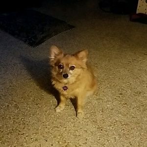 Meet your Posher, Norma