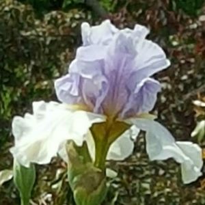 Meet your Posher, Joyce