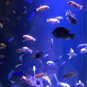 Meet your Posher, Cheryl