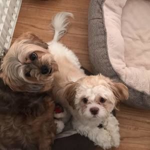 Meet your Posher, Sammy