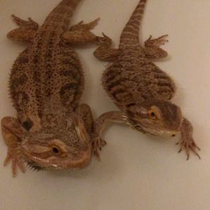 Meet your Posher, Moniqué