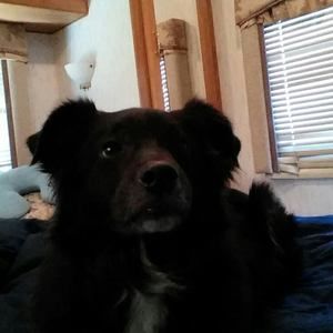 Meet your Posher, Genie