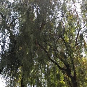 Meet your Posher, Ayah