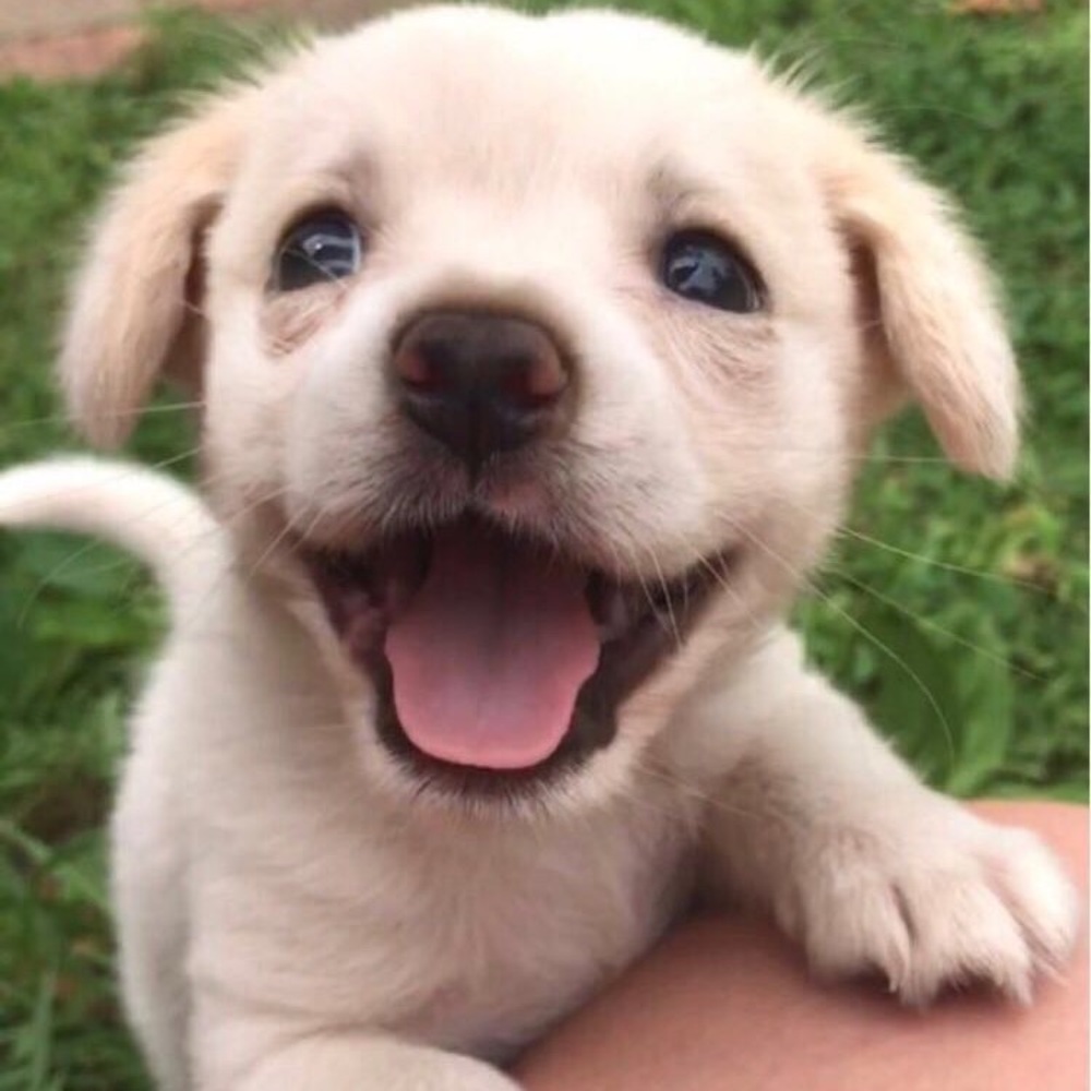 Meet your Posher, Ella