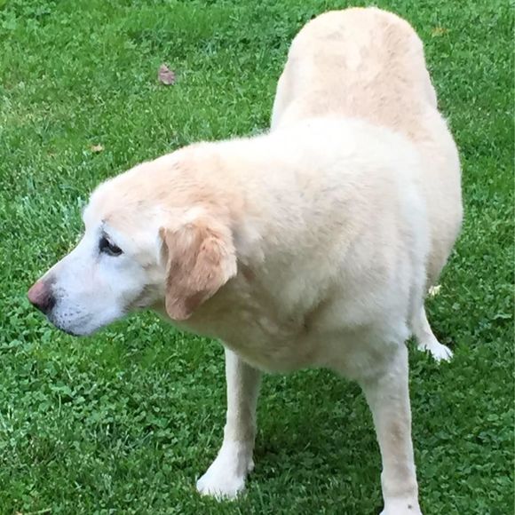 Meet your Posher, Leslee - Picture 1 of 1