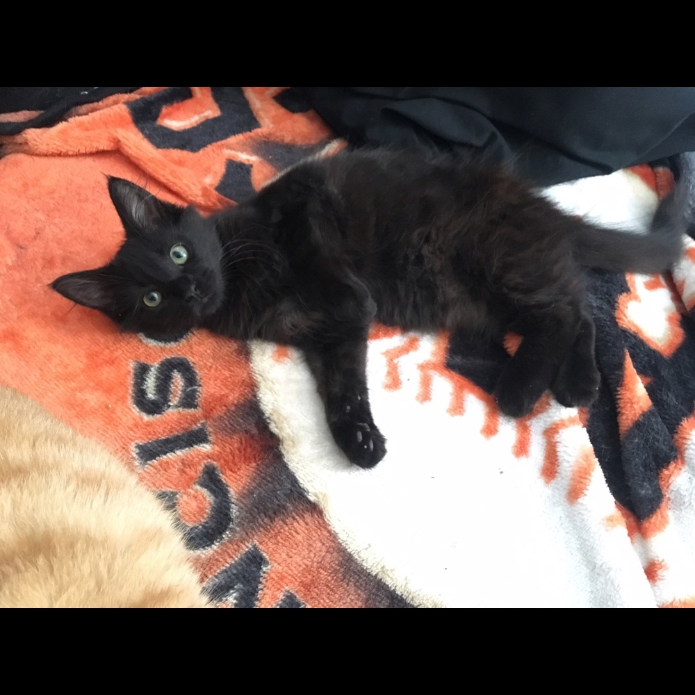 Meet your Posher, Bunny