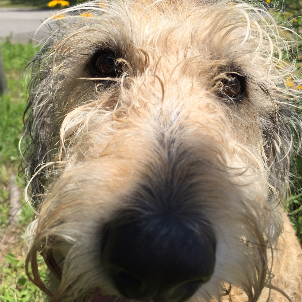 Meet your Posher, Abby