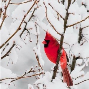 Meet your Posher, Kristi