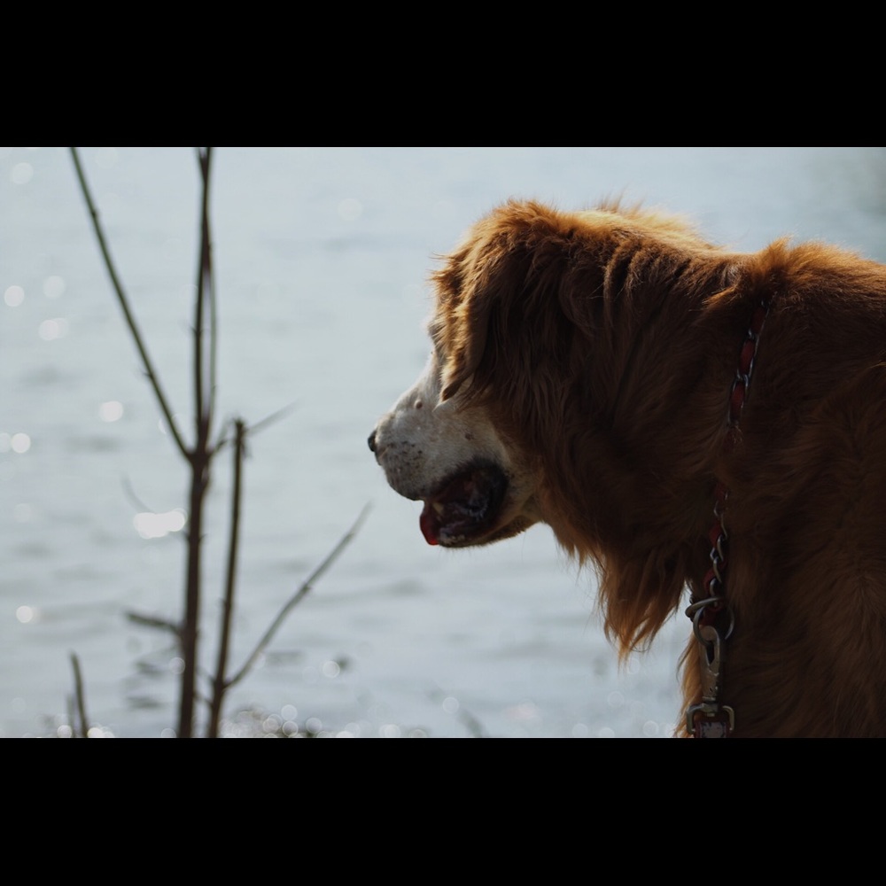 Meet your Posher, Susan