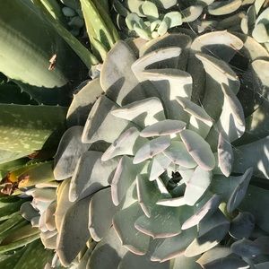 For Natalie Only Please