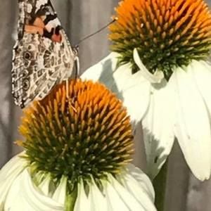 Meet your Posher, Hallie