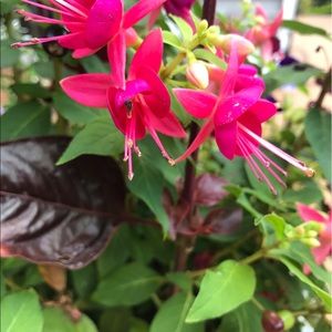 Meet your Posher, Robin