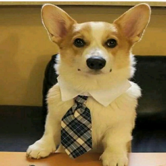 Meet your Posher, Joshua - Picture 1 of 1