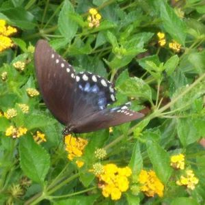 Meet your Posher, Ann