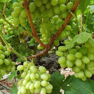 Meet your Posher, Raul