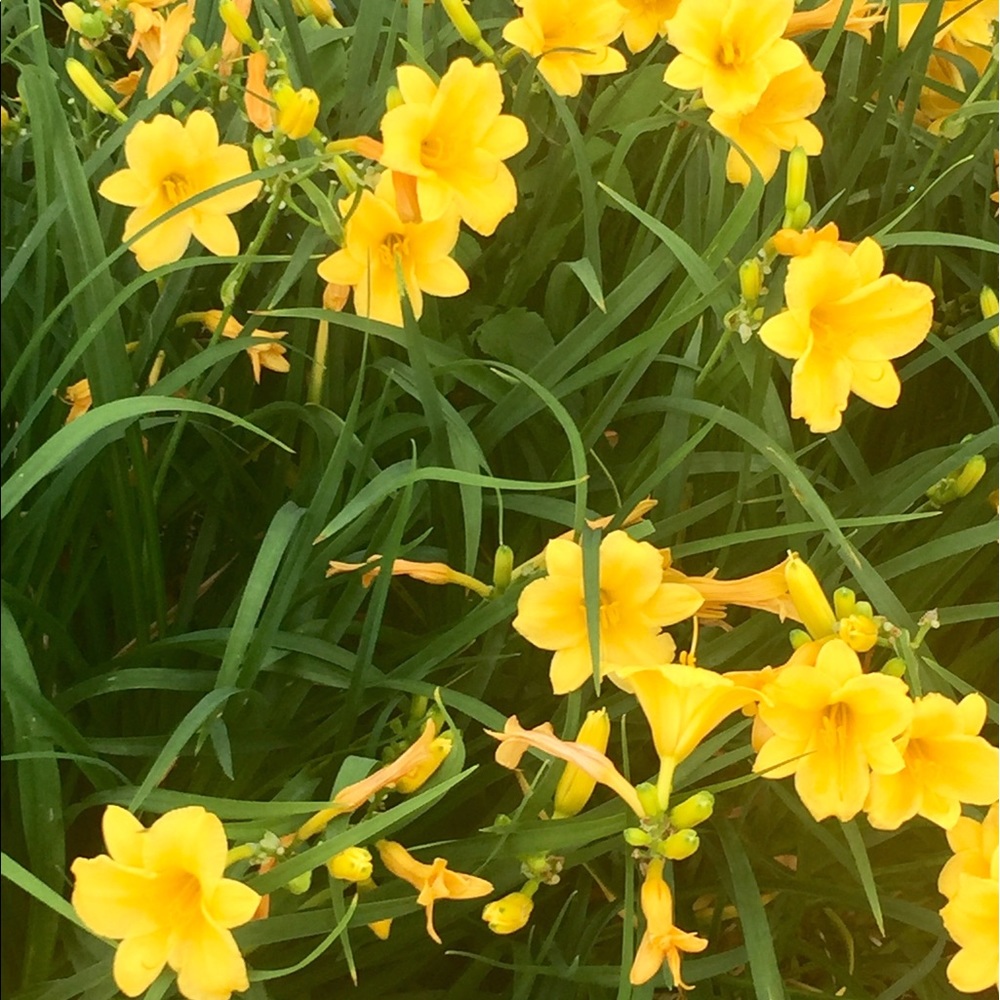 Meet your Posher, Kim