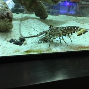 Meet your Posher, Angelina