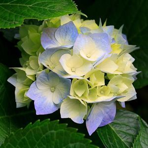 Meet your Posher, Nina