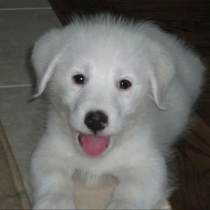 Meet your Posher, Yoshiko