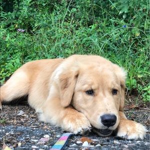 Meet your Posher, William