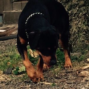 Meet your Posher, Justin